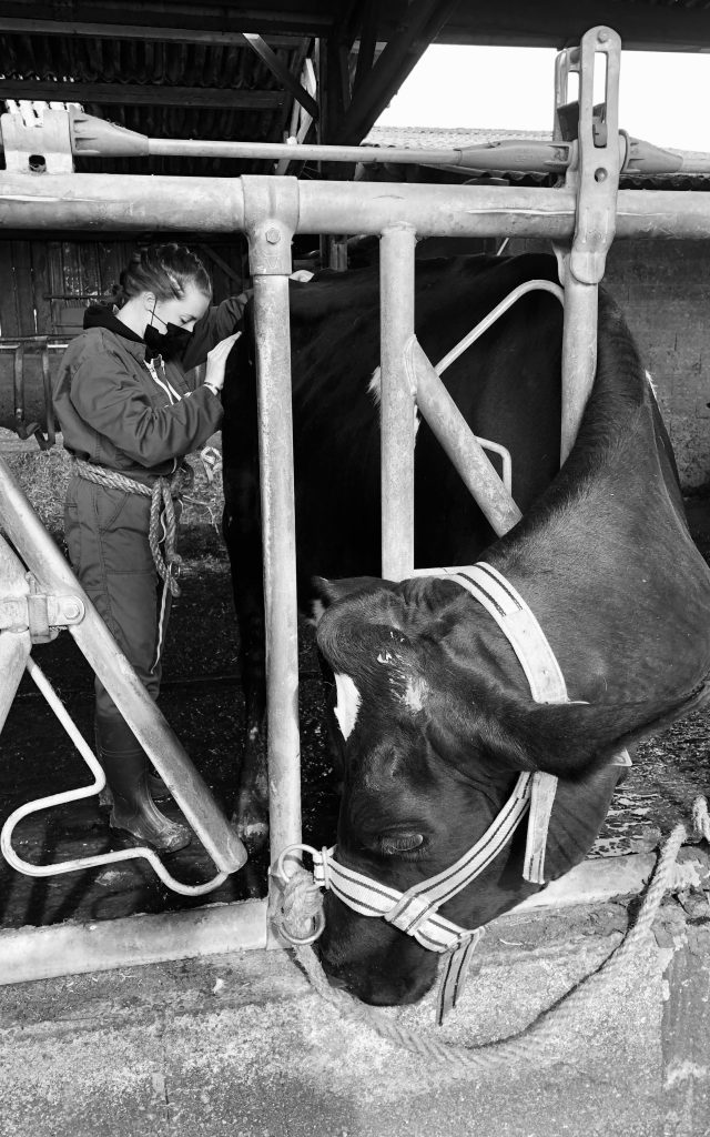 Photo en noir et blanc d’une vache laitière au cornadis avec son licol. Zoé gorli l’ostéopathe est en train de mobiliser le bassin et le sacrum