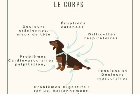 Les effets du stress chez le chien, le cheval, la vache, le chat